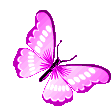 Borboletas Butterfly Sticker
