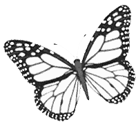Borboletas Butterfly Sticker