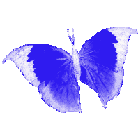 Borboletas Butterfly Sticker