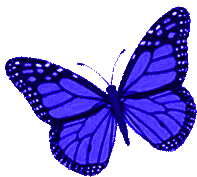 Borboletas Butterfly Sticker