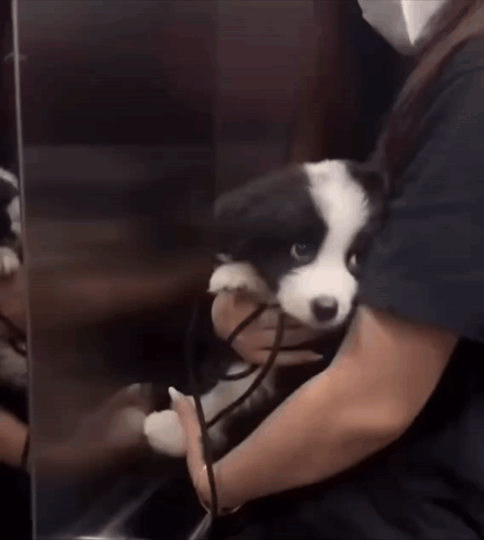 Border Collie Border Collie Scared GIF