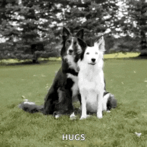 Border Collie Hug GIF