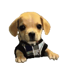 Bork Sticker