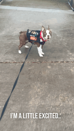 Boston Terrier Spinning GIF
