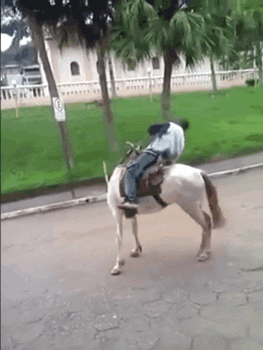 Bourré Drunk GIF