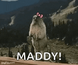 Bowtime Bow Time GIF