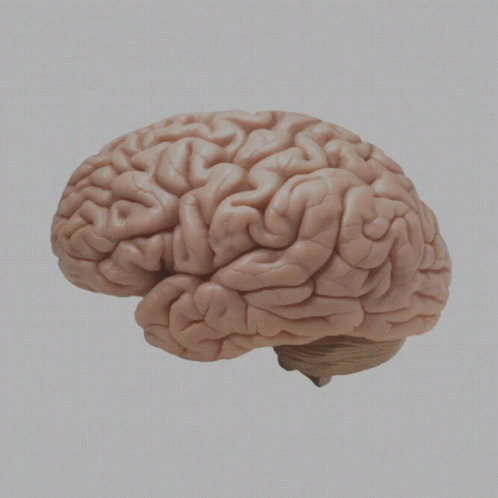 Brain GIF