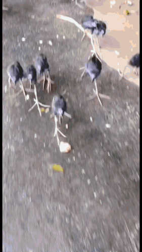Brainrot Sigma GIF