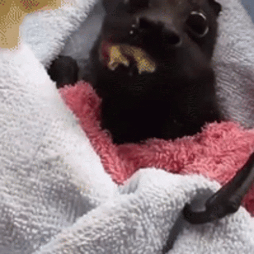 Braytwts Bat GIF