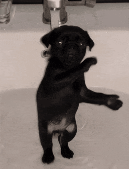 Brazil Dog GIF