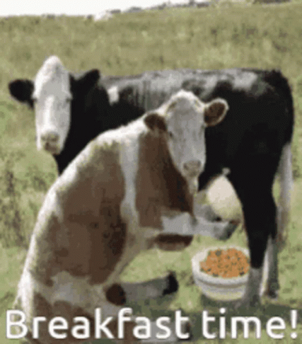 Breakfast Time Cereal GIF