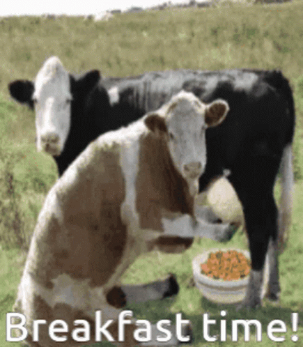 Breakfast Time Cows Squirt Udder Milk In Cornflakes GIF. This 435 x 498 animated GIF is part of our cow milk collection. Related themes include milking cow…