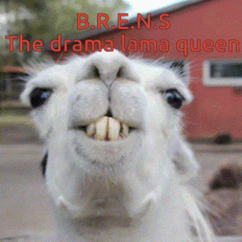Brens Brenz GIF. This 498 x 498 animated GIF is part of our lhama cuspindo collection. Related themes include drama, lama. Created by Benernieben. View the…
