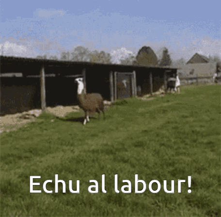 Brezhoneg Echu GIF. This 456 x 447 animated GIF is part of our lhama cuspindo collection. Created by Jobig. View the original animation, share it, or browse…