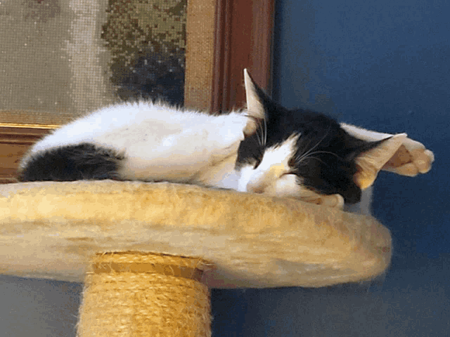 Broken Cat Meme