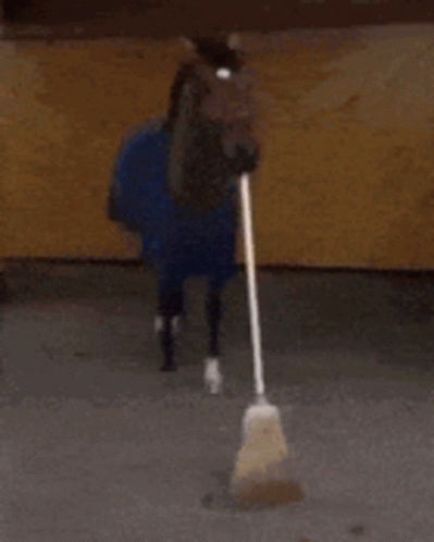 Broom Broom Horse GIF