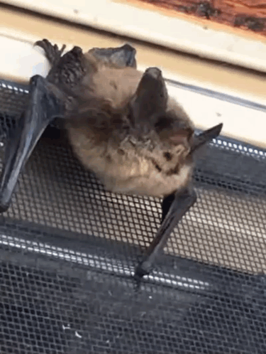 Brown Bat Bats GIF