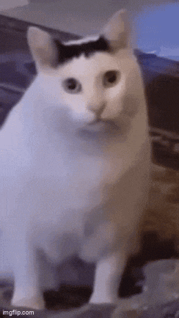Bruh Cat GIF