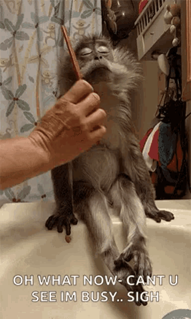 Brushing Monkey GIF