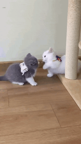 Brutal Kitty Battle Kitten Attack GIF