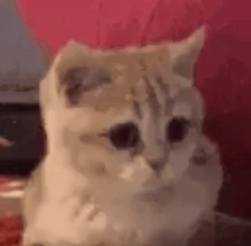 Btweers Treyreloaded GIF