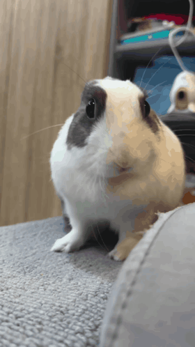 Bububunny Rabbit Cute GIF