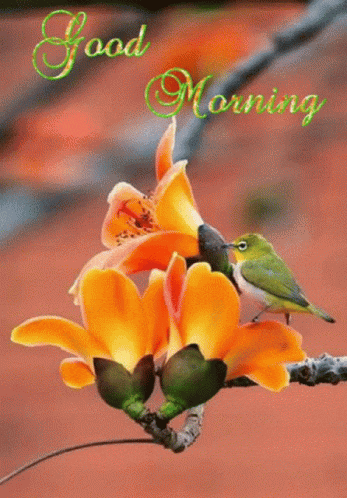 Buenos Dias GIF