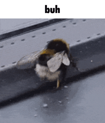 Buh Bee GIF