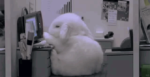 Bunnies Rabbits GIF