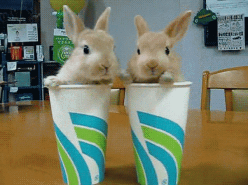 Bunny Baby GIF