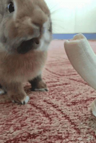 Bunny Banana Banana Bunny GIF