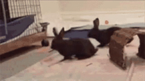 Bunny Binkie GIF