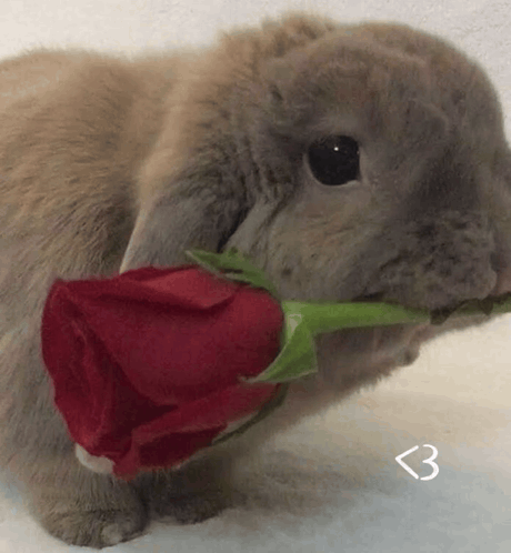 Bunny Bunnies GIF. This 460 x 498 animated GIF is part of our bunny collection. Related themes include cute, flower, i love you. Created by hyekurai. View…