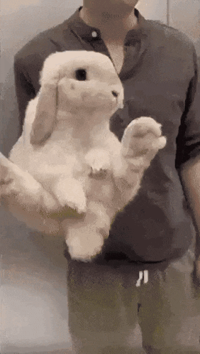 Bunny Bunny Carry GIF
