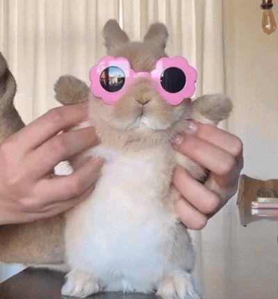Bunny Bunny Dance GIF. This 400 x 430 animated GIF is part of our bunny collection. Created by follyswife. View the original animation, share it, or browse…
