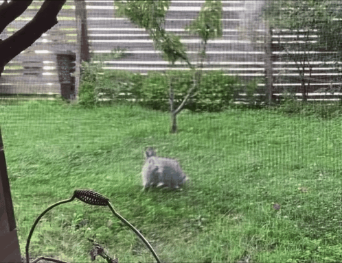 Bunny Bunny Jump GIF