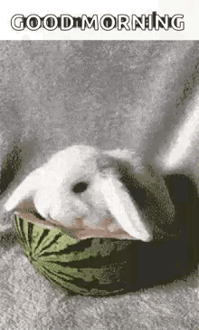 Bunny Buns GIF