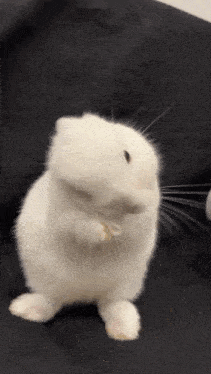 Bunny Buns GIF