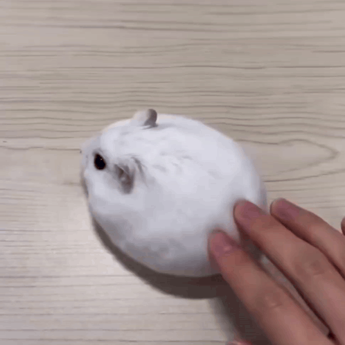 Bunny Cute Bunny GIF