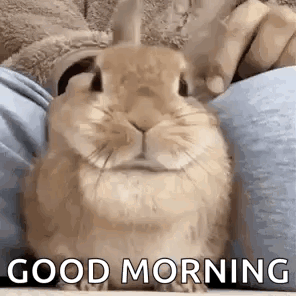 Bunny Cute GIF