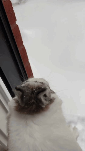 Bunny Deploy GIF