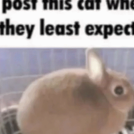 Bunny Explosion GIF
