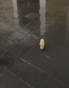 Bunny Fox GIF