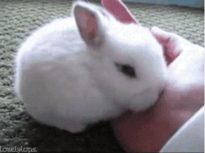 Bunny GIF. This 400 x 300 animated GIF is part of our bunny collection. Created by jasperyeaaa12. View the original animation, share it, or browse related…