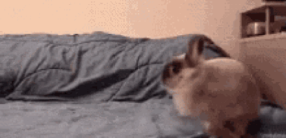 Bunny Hopping GIF