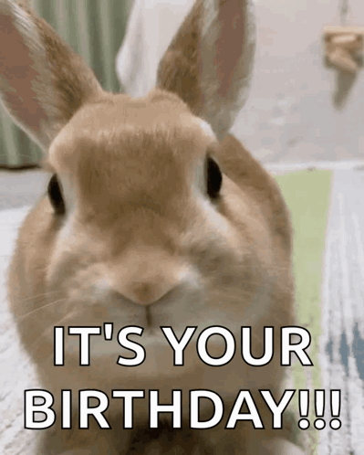 Bunny GIF