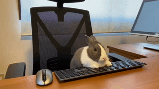 Bunny Keysmiht GIF. This 320 x 180 animated GIF is part of our work collection. Related themes include bunny. Created by keysmiht. View the original…