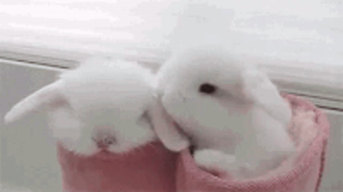 Bunny Kiss GIF