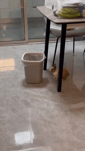 Bunny Rabbit GIF