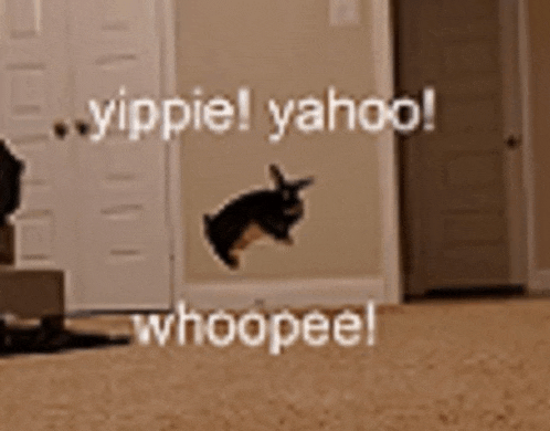 Bunny Rabbit Meme